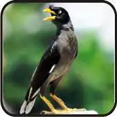 Free play online Kicau Jalak Kerbau||Gacor APK